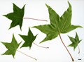 SpeciesSub: subsp. macropterum SpeciesSub: subsp. macropterum